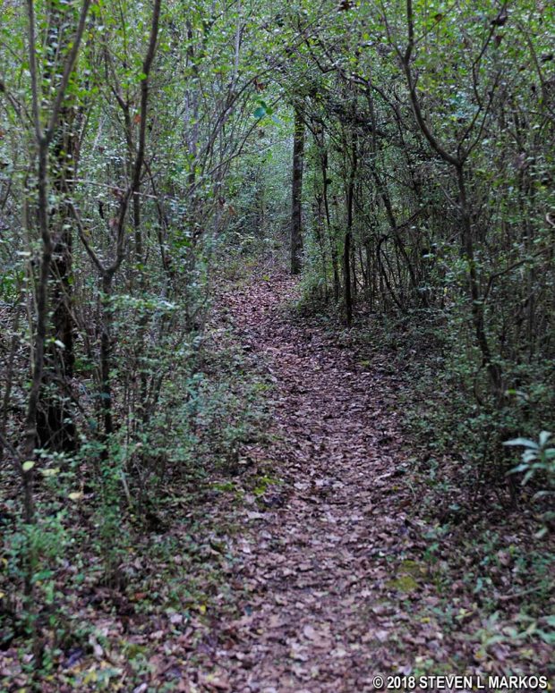 Trail narrows as it approaches the JS 2 intersection in the Johnson Ferry South unit of Chattahoochee River National Recreation Area