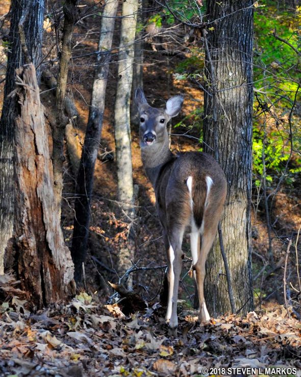 Deer along the Jones Bridge trail