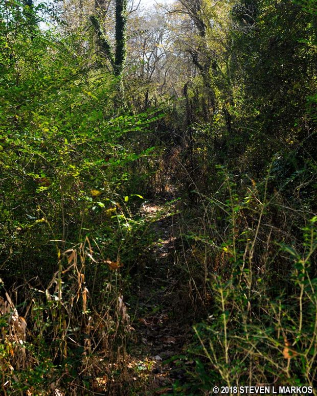 Overgrown section of the Allenbrook Trail between AL 6 and AL 7 in the Vickery Creek unit of Chattahoochee River National Recreation Area