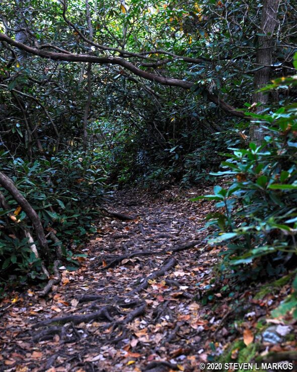 Typical terrain on the Dugger's Creek Trail on the Blue Ridge Parkway