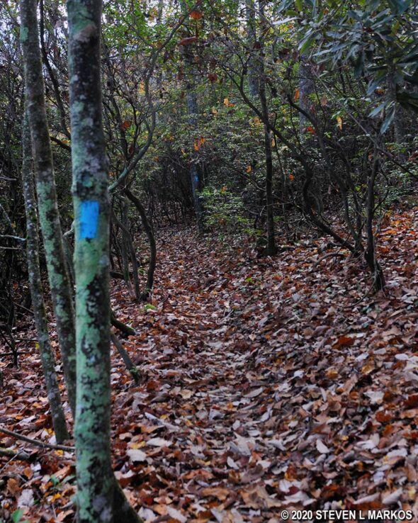 Blue blazes mark the Fisher Peak Loop Trail at the Blue Ridge Music Center on the Blue Ridge Parkway