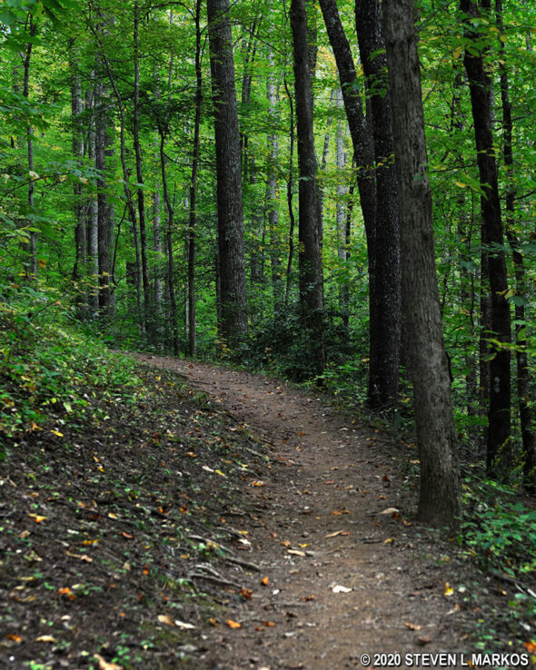 Typical terrain of the West Prong Trail in Great Smoky Mountains National Park