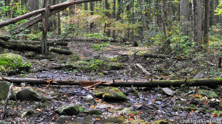 Downed trees along the connector trail between the Cosby Campground and the Gabes Mountain Trail, Great Smoky Mountains National Park