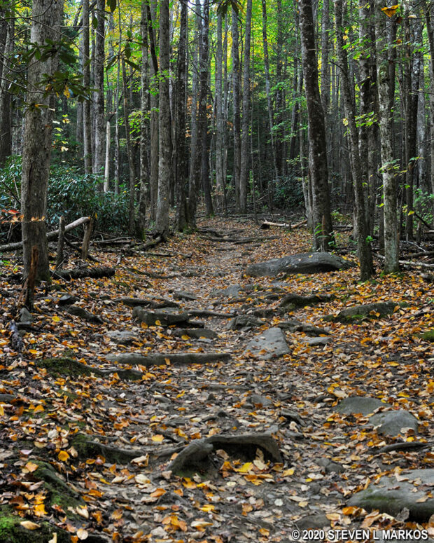 Typical terrain on the Gabes Mountain Trail in Great Smoky Mountains National Park