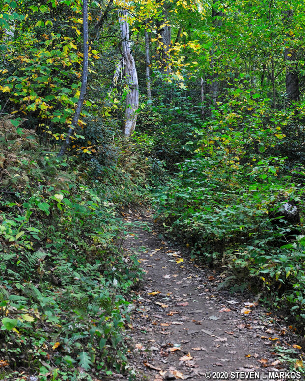 Gabes Mountain Trail narrows just before Hen Wallow Falls, Great Smoky Mountains National Park