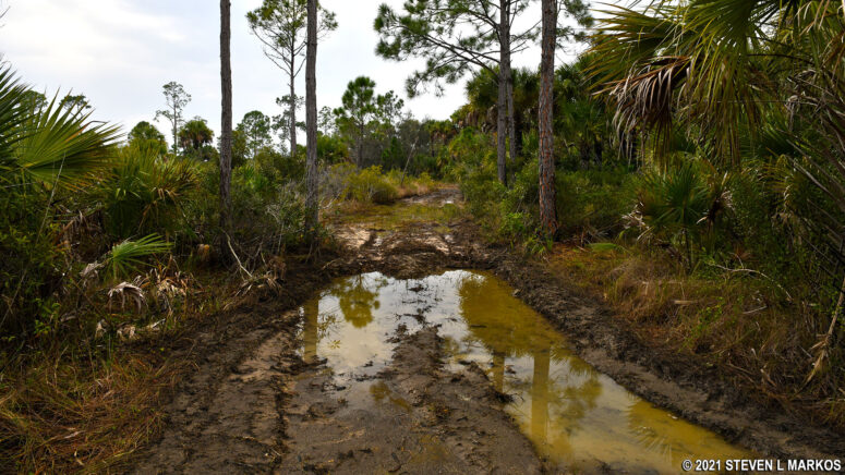 Deep mud on the roads in Bear Island during the dry season, Big Cypress National Preserve