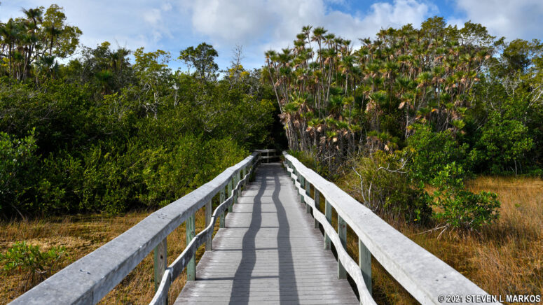 The Mahogany Hammock Trail boardwalk, Everglades National Park