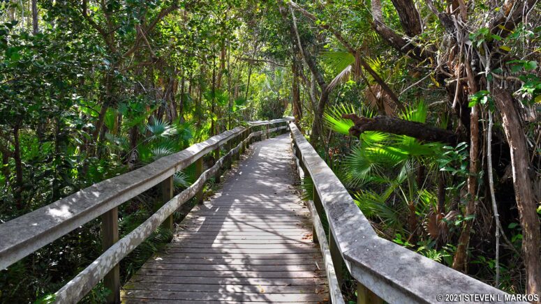 Mahogany Hammock Trail in Everglades National Park