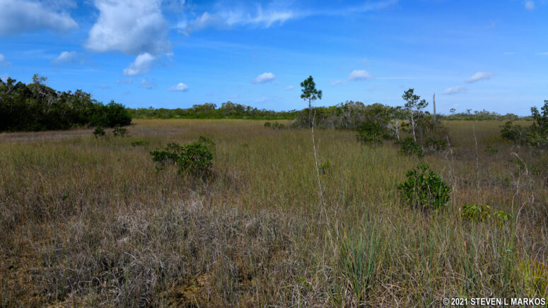 Marl prairie in Everglades National Park