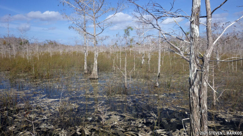 Dwarf Cypress trees in Everglades National Park
