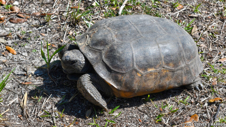 Gopher tortoise on the Scrub Ridge Trail in Merritt Island National Wildlife Refuge