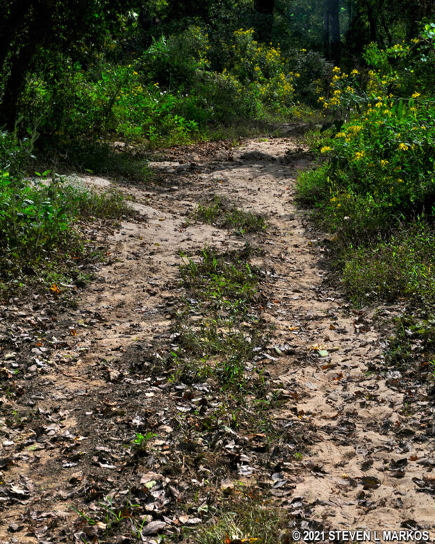 Grass growing on a dirt section of the River Trail at Ocmulgee Mounds National Historical Park