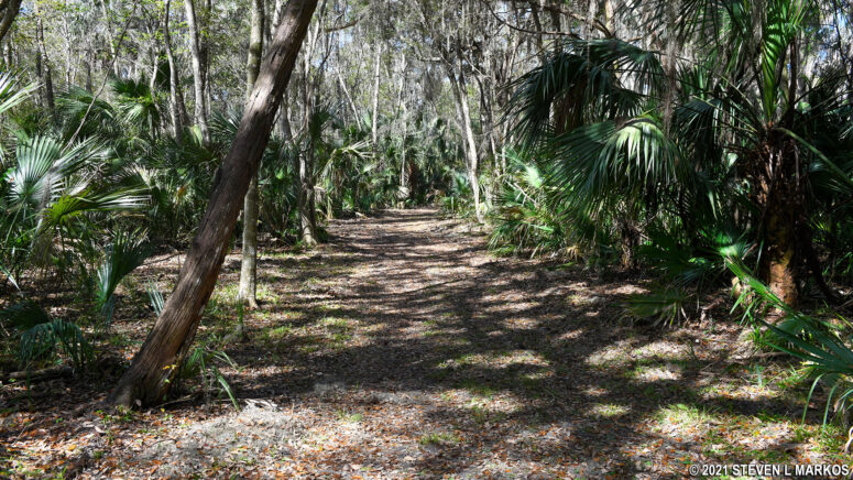 Typical terrain on the loop portion of the Cedar Point Loop Trail (Timucuan Preserve)