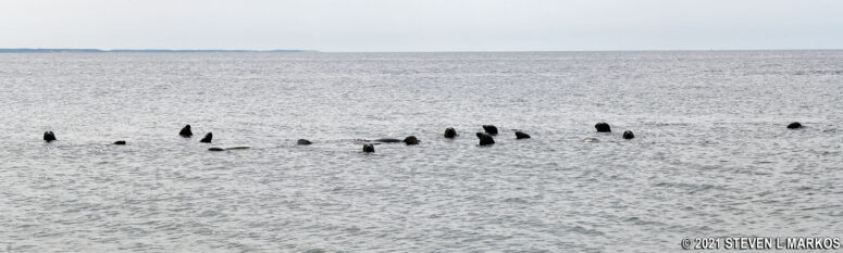Seals in Cape Cod Bay