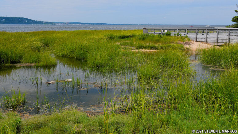 Marsh area of Spermaceti Cove in the Sandy Hook Unit of Gateway National Recreation Area