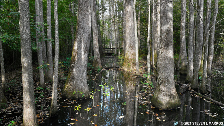 Swamp circled by the Cole Creek Nature Trail at Mile 176 on the Natchez Trace Parkway