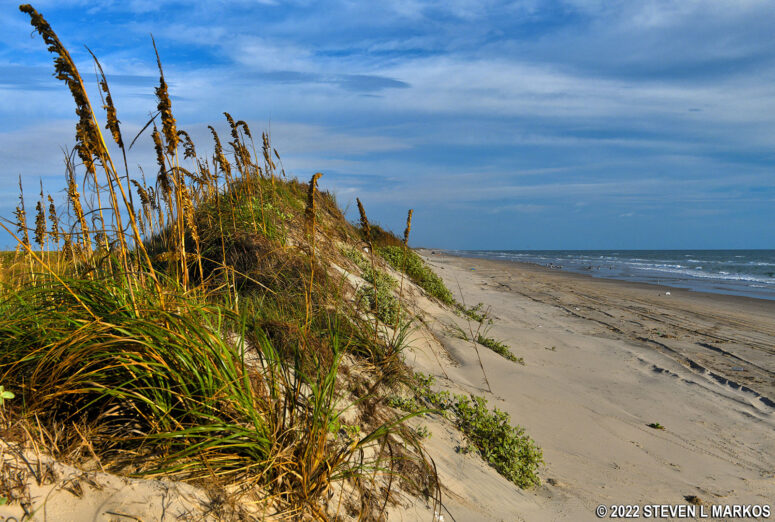 Vegetation on Padre Island sand dunes creates a habitat for bugs, snakes, and other animals