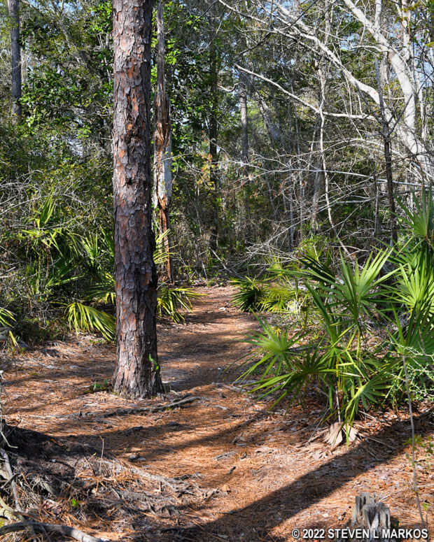 Southern end of the David Bayou Trail in Gulf Islands National Seashore starts off through the woods on near the visitor center