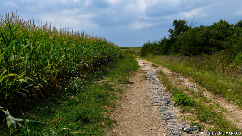 Bridle Trail at Gettysburg National Military Park passes through a corn field near Trostle Farm