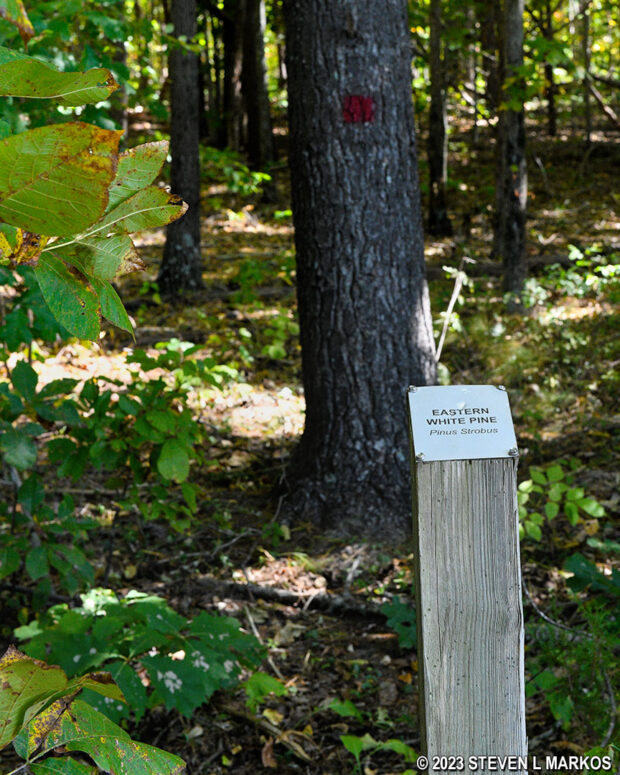 Signs along the Tobacco Prizery Nature Trail identify trees in the area, Appomattox Court House National Historical Park