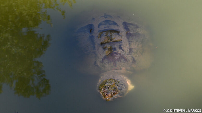 Snapping turtle in a pond at Friendship Hill National Historic Site
