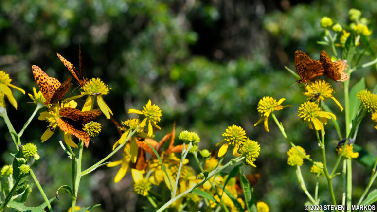 Butterflies in a meadow at Friendship Hill National Historic Site