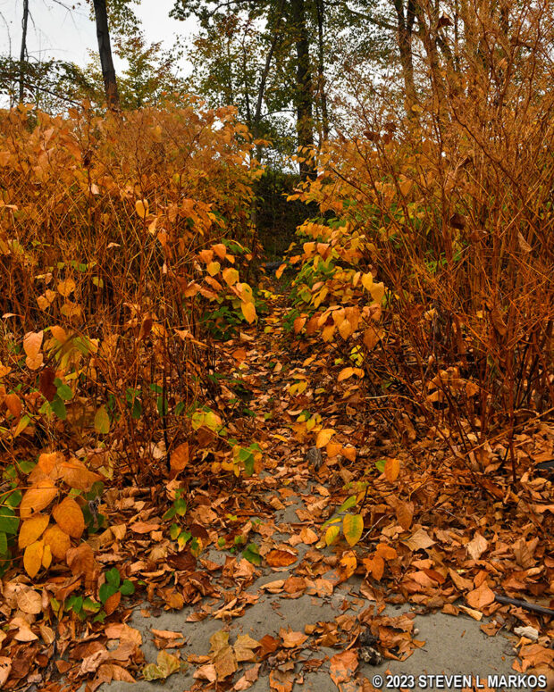 Path to the Kellams Bridge Canoe Launch parking area from the river, Upper Delaware Scenic and Recreational River