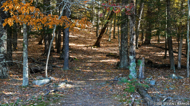 Typical terrain on the Damascus Forest Trail in Beach Lake, Pennsylvania