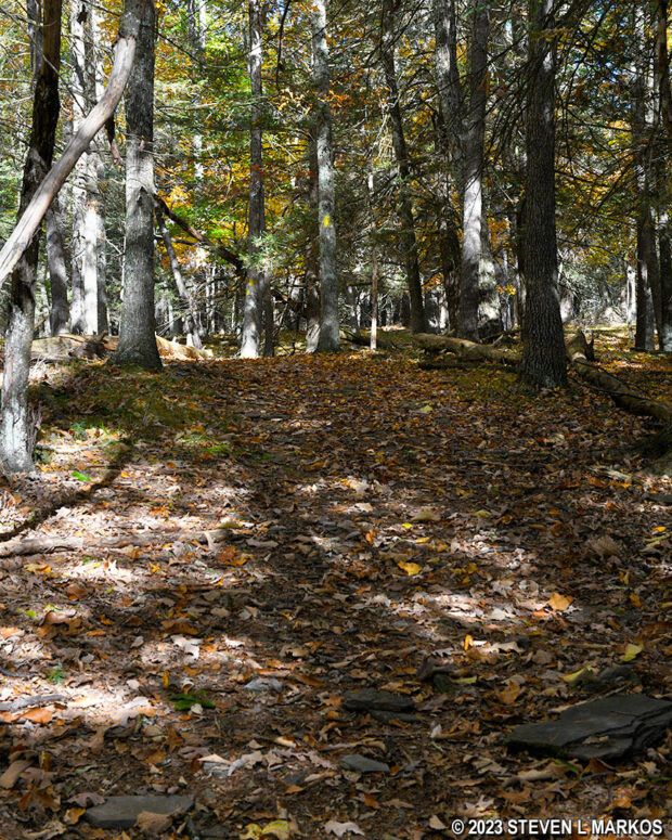 Typical terrain on the Damascus Forest Trail in Beach Lake, Pennsylvania