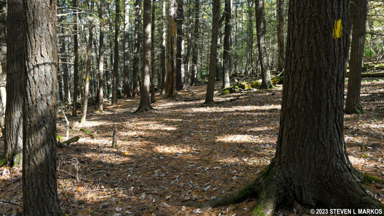 Yellow blazes mark the route of the Damascus Forest Trail in Beach Lake, Pennsylvania