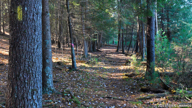 Level terrain at the north end of the Damascus Forest Trail in Beach Lake, Pennsylvania