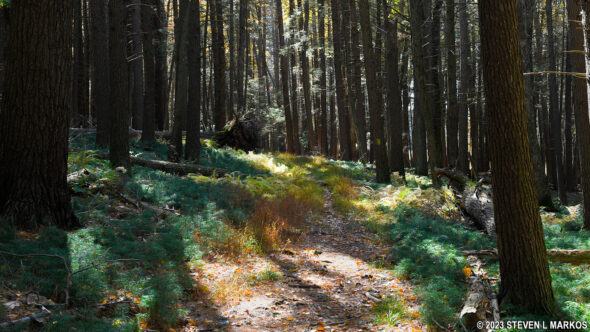 Damascus Forest Trail in Beach Lake, Pennsylvania