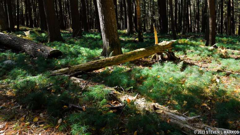 Baby pine trees cover the forest floor along the Damascus Forest Trail in Beach Lake, Pennsylvania
