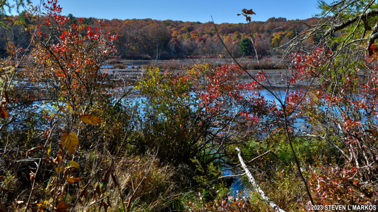Vegetation blocks the view of Cobey Pond on the east side of the Cobey Pond Trail