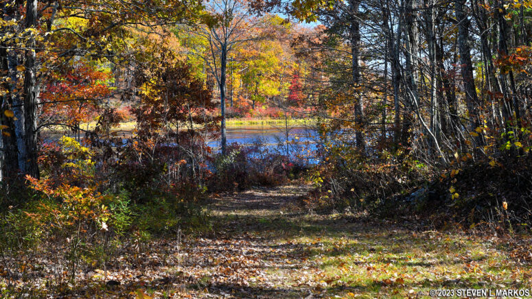 Near the end of the loop portion of the Cobey Pond Trail