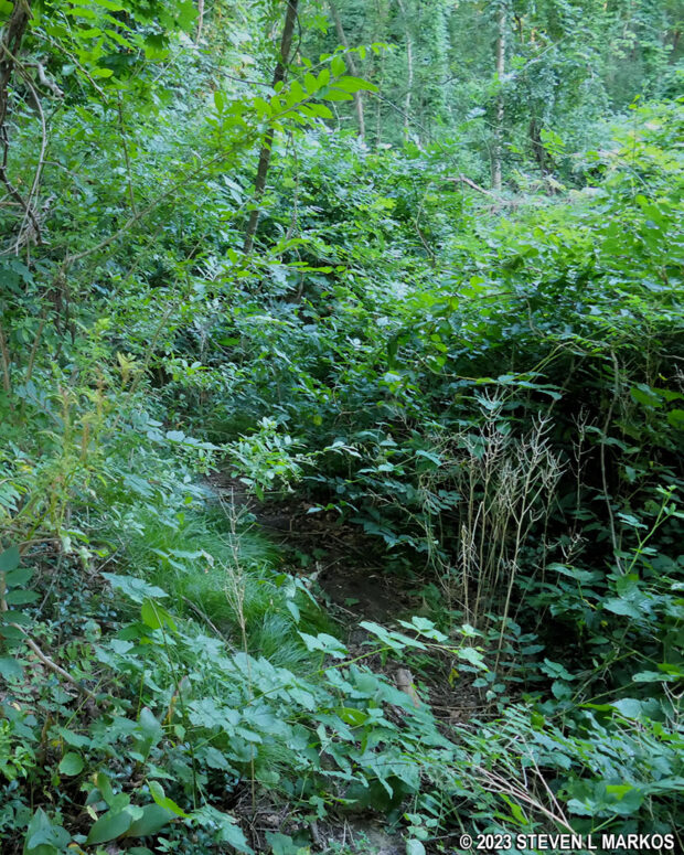 Overgrown trailhead for the Minute Man Trail in Minute Man National Historical Park
