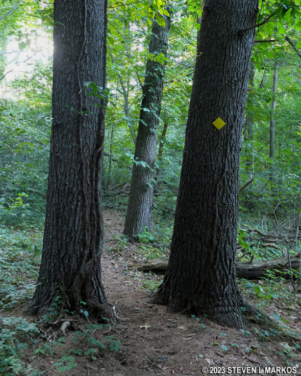Yellow blazes mark the Minute Man Trail in Minute Man National Historical Park