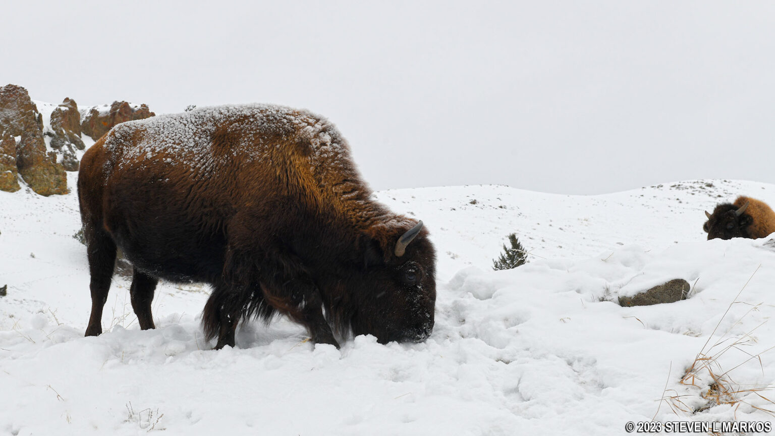 YELLOWSTONE NATIONAL PARK IN THE WINTER | National Park Planner