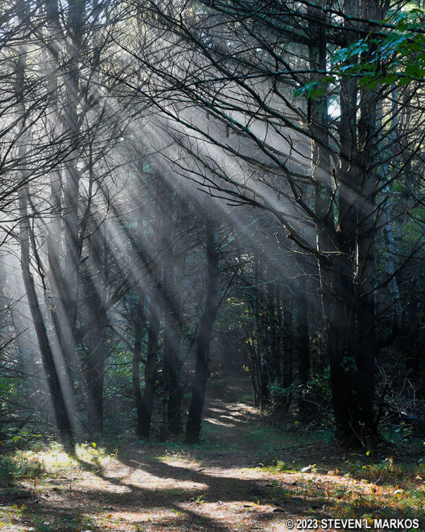 The Conashaugh View Trail in Delaware Water Gap National Recreation Area runs almost entirely through a forest