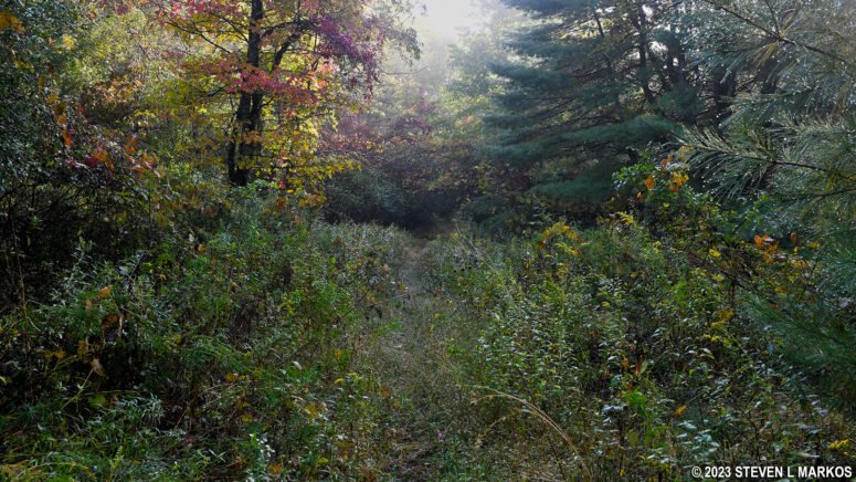 The Zimmerman Road portion of the Conashaugh View Trail starts off being fairly overgrown, Delaware Water Gap National Recreation Area