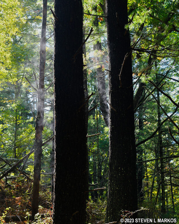 Mist coming off of wet trees warmed by the sun