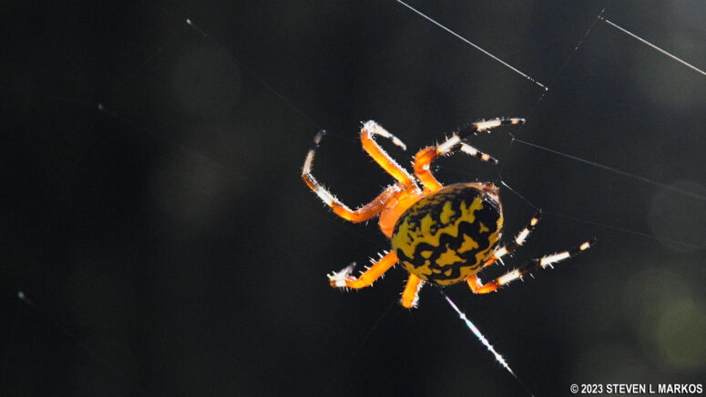 Marbled orb weaver spider