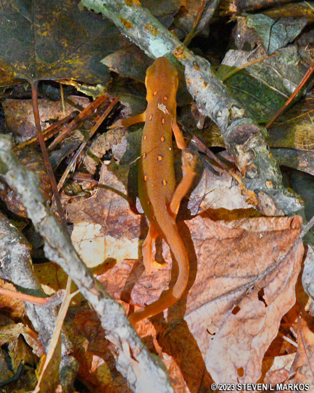 Eastern newt