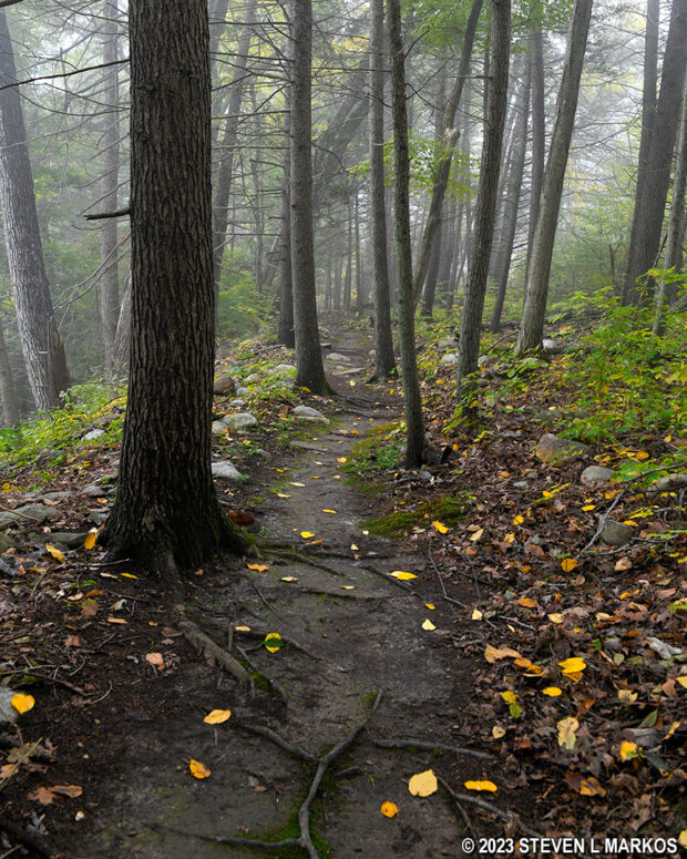 Typical terrain on the level segments of the hikers-only section of the McDade Trail south of Pittman Orchard, Delaware Water Gap National Recreation Area