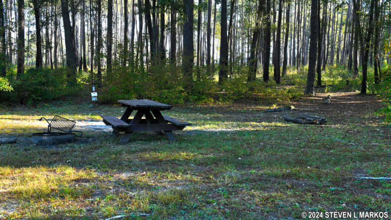 Campsite 2 at the Bluff Campground in Congaree National Park