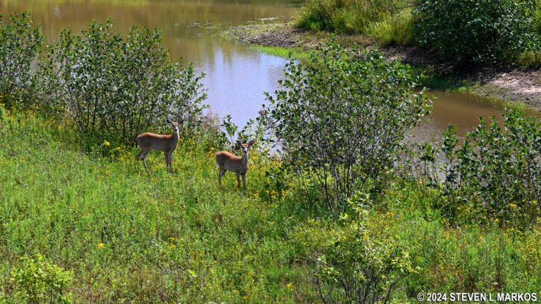 Deer in the wetland area near the Memorial Plaza at Flight 93 National Memorial