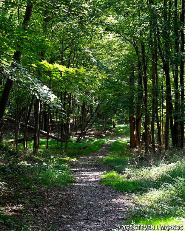 Typical terrain in the wooded section of the Meadow Trail at Home of Franklin D. Roosevelt National Historic Site
