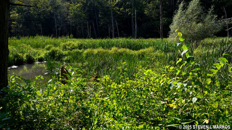 Wetland along the Meadow Trail at Home of Franklin D. Roosevelt National Historic Site