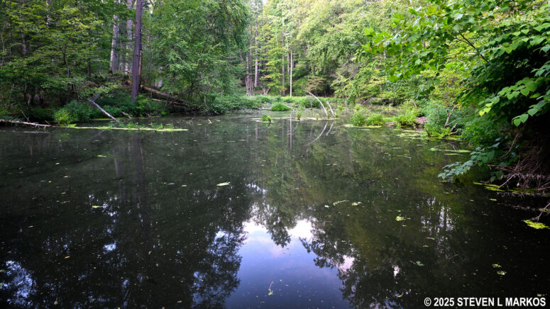The Forest Trail passes the Ice Pond at Home of Franklin D. Roosevelt National Historic Site