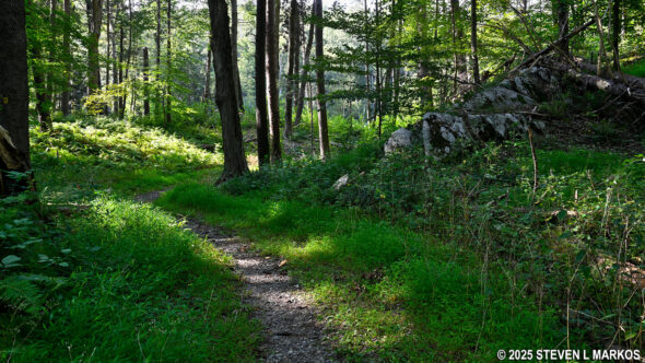 Forest Trail at Home of Franklin D. Roosevelt National Historic Site